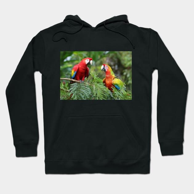 Scarlet Macaws - Costa Rica Hoodie by Jim Cumming